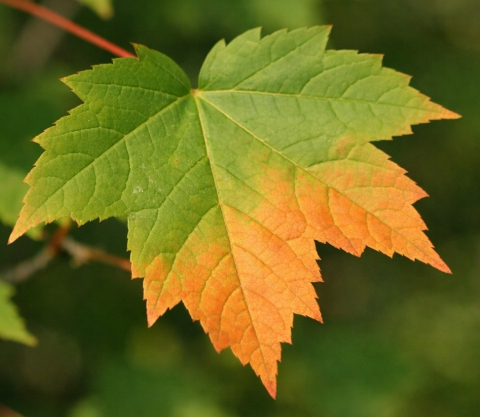 early-fall-maple-leaf-canada