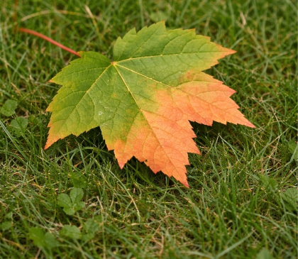 fallen-maple-leaf-on-grass-ontario
