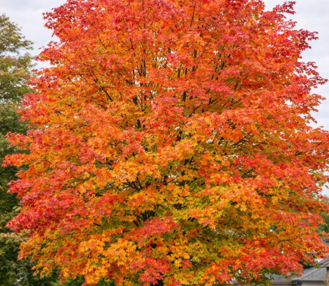 how-to-identify-maple-trees-canada