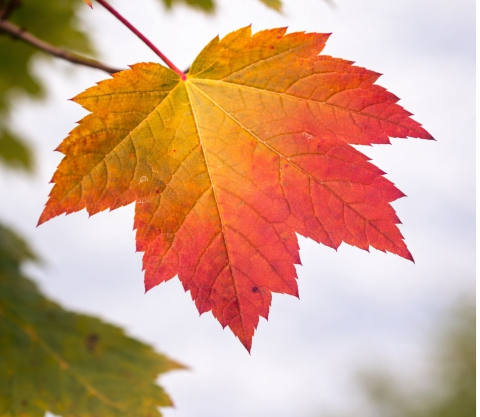 maple-leaf-vein-detail-closeup