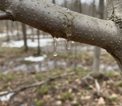 maple-tree-sap-bleeding-spring.jpg