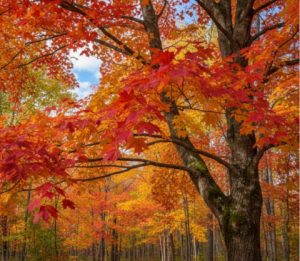 when-to-trim-maple-trees-ontario-arborist-pruning