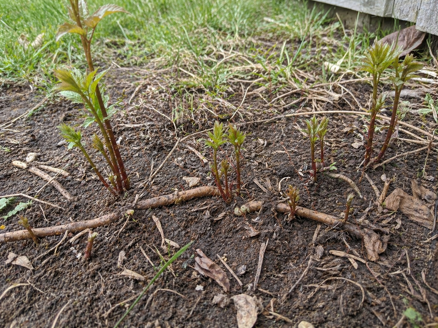 sumac root system and suckers close-up