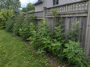 sumac spreading near fence Ontario