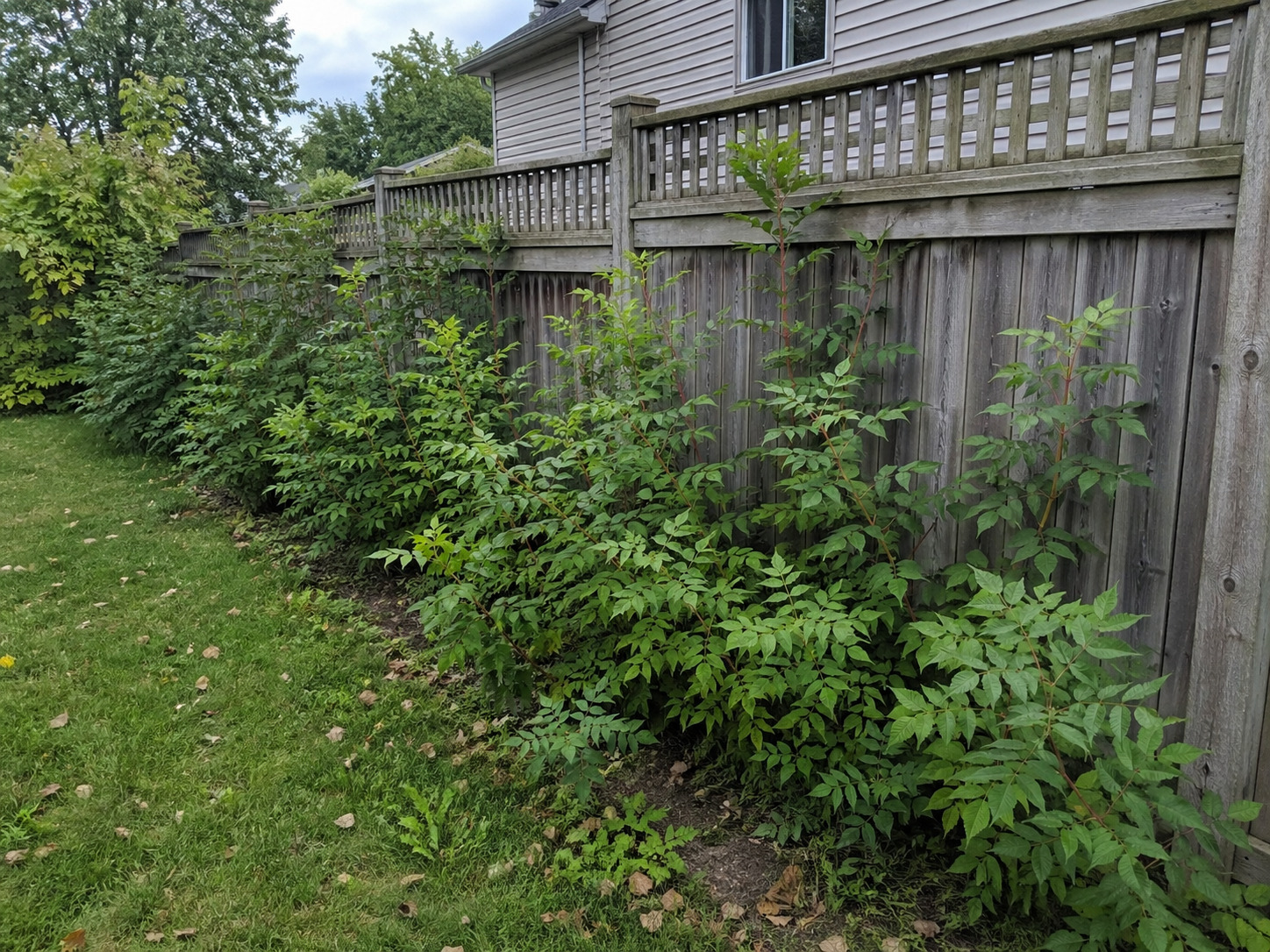 sumac spreading near fence Ontario