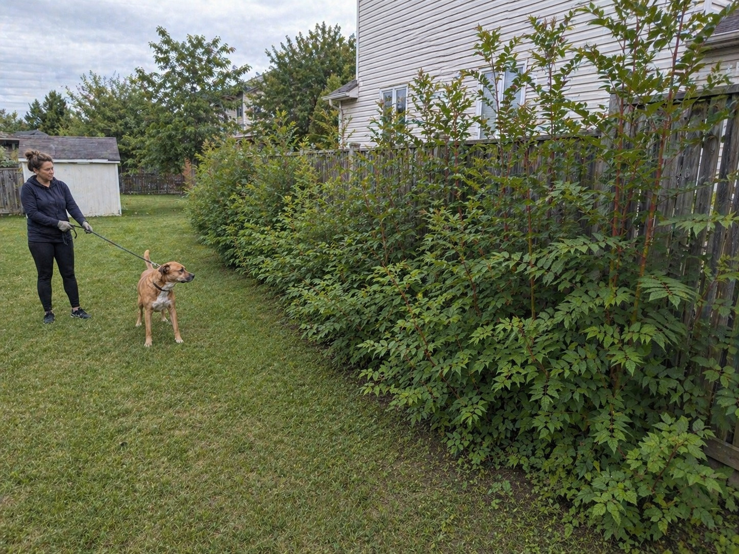 dog near sumac risk area Ontario