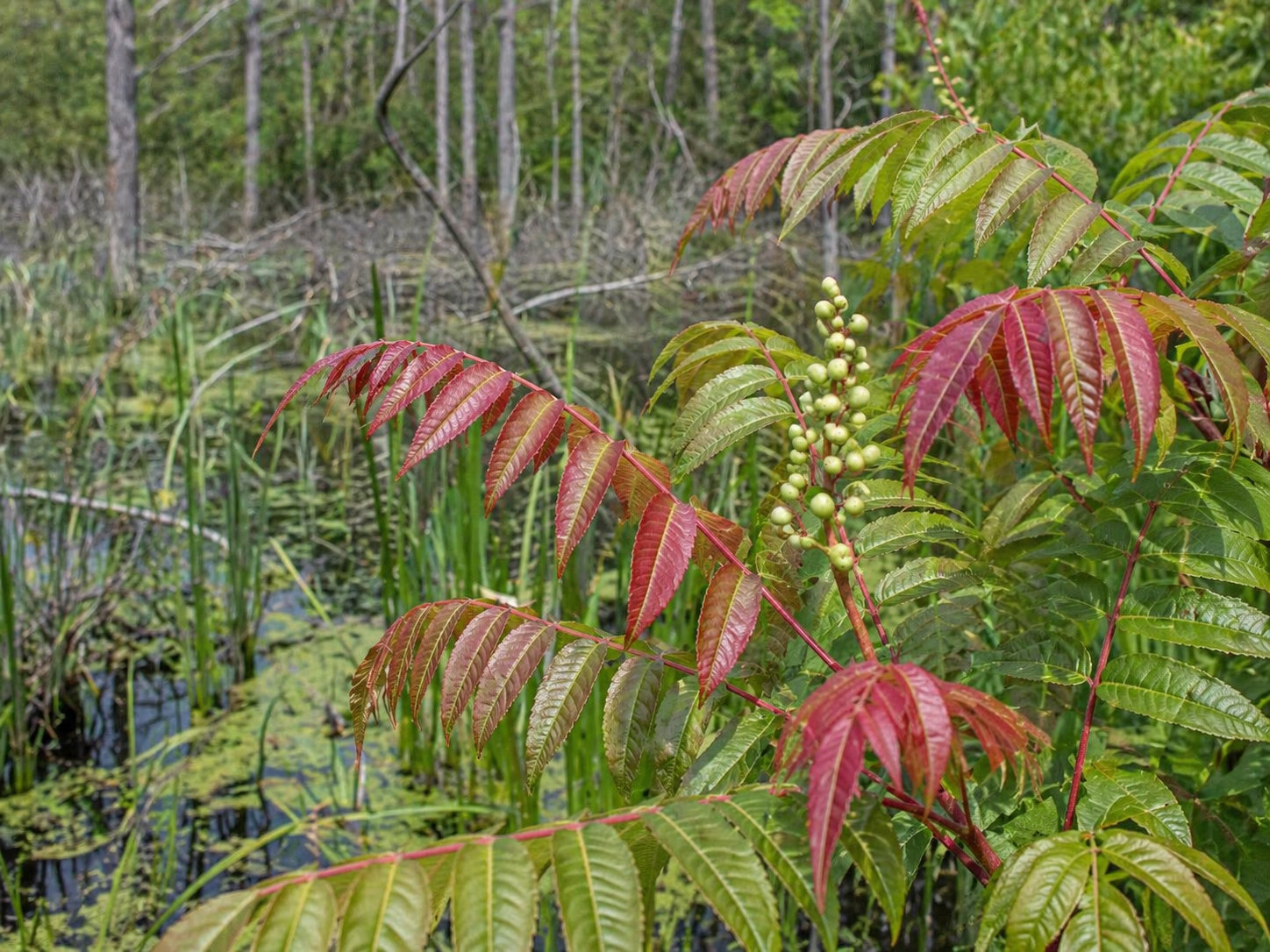 poison sumac plant in swamp area