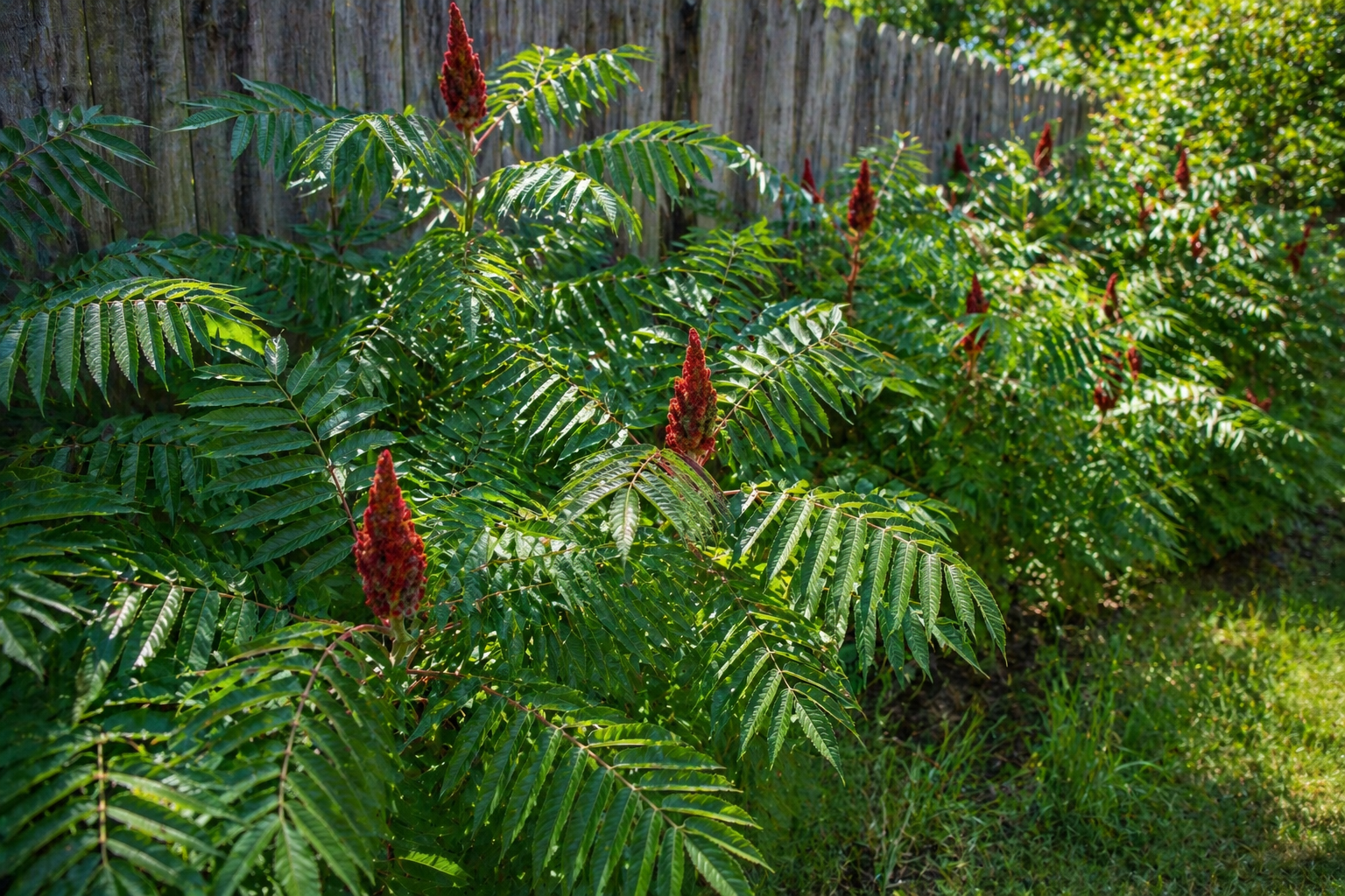 sumac tree near property edge