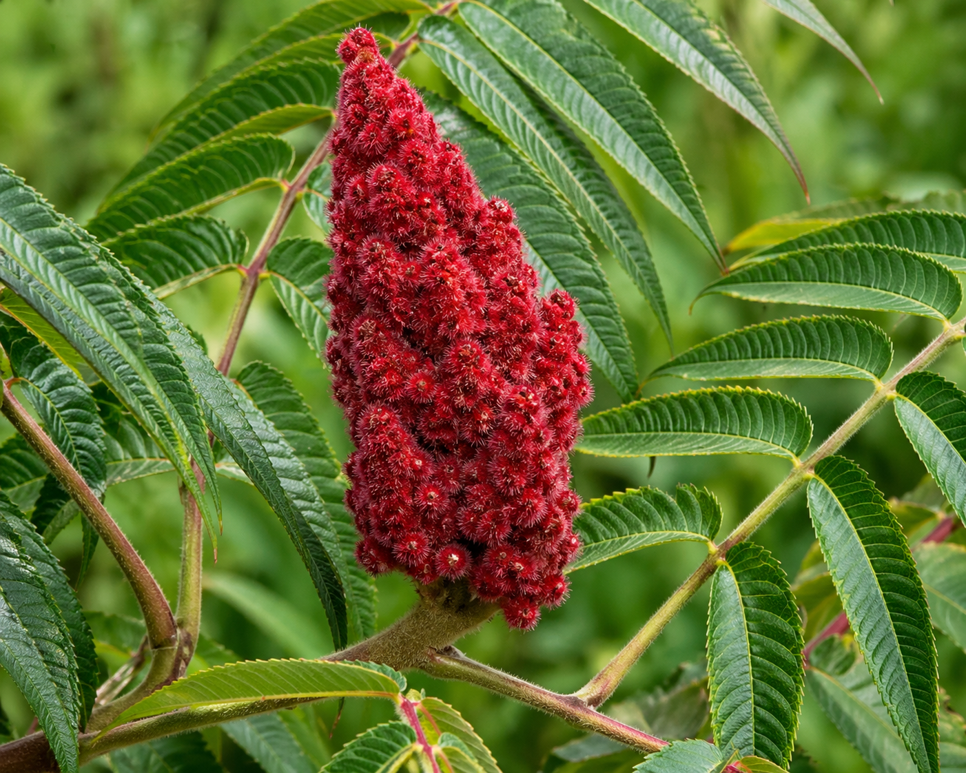taghorn sumac Canada close-up
