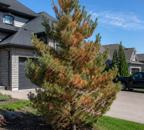 why-pine-needles-turn-brown-from-stress